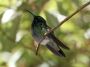 CostaRica06 - 016 * Green Violet-Ear Hummingbird
